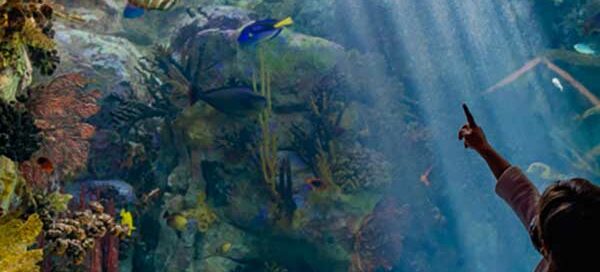 Fish in Birch Aquarium image from LOMA Media video commercial project