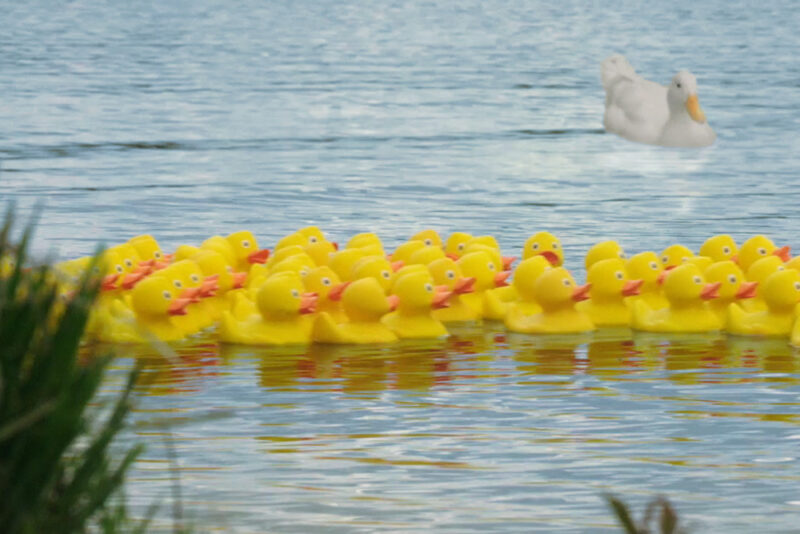 Think Blue San Diego Campaign rubber ducks swimming in pond by LOMA Media